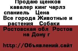 Продаю щенков кавалер кинг чарлз спаниель › Цена ­ 40 000 - Все города Животные и растения » Собаки   . Ростовская обл.,Ростов-на-Дону г.